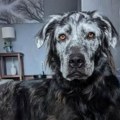 Imao je crnog psa, a za dve godine je postao beo: Ljubimac oboleo od bolesti koja pogađa ljude, a ovako danas izgleda