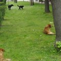 Prijava uličnih pasa: Građani pozvani da se obrate službi zoohigijene