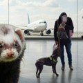 Šok na aerodromu u Moskvi: Švercer razotkriven tokom rutinske kontrole, u koferima mu pronađeno čak 930 koža tvora