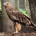 Након лутања, отмице и прихватилишта, орао Феликс стигао у Србију