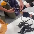 Ekvador: sprečen pokušaj krijumčarenja 32 morske iguana, uhapšena Ruskinja