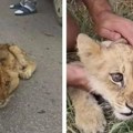 Mala lavica pronađena kod Subotice danas operisana: Stanje Kikice i dalje zabrinjavajuće, već četiri dana traje borba za…