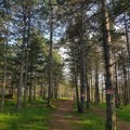 Srbija obeležava Svetski dan šuma sa oko 30 odsto teritorije pod šumom