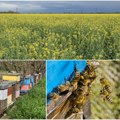 Pesticidi u uljanoj repici kad cveta pogubni po pčele Uljarica procvetala tri sedmice ranije nego obično sluti na nevolje…