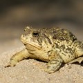 Научници трагају за решењем да отров једне жабе крастаче користе за лечење депресије
