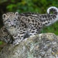 U Zoo vrtu u Bazelu rođena tri snežna leoparda, jedno mladunče nije preživelo