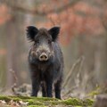 Divlji vepar rastrgao ženu! Kamera zabeležila horor, baka stradala u agoniji (uznemirujuće)