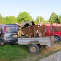 Kako da budu zadovoljni i prodavac i kupac na stočnoj pijaci u Ristovcu kod Vranja