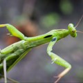Evo koji grad u Srbiji trpi invaziju bogomoljki! Šta se to čudno događa sa insektima?