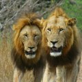 Čopor lavova rastrgao čuvara pred turistima u safari parku na Tajlandu
