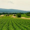 Triglav osiguranje na 93. međunarodnom poljoprivrednom sajmu: Sigurnost za ono što se stvara generacijama