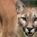 Puma nanela lakše povrede dečaku u nacionalnom parku u SAD
