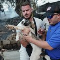 Psi u rukama, ovce u gepeku: Potresne slike iz Grčke: Dramatično spasavanje ljubimaca i drugih životinja od požara koji…