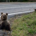 Tužna vest iz severne makedonije Automobil udario i povredio mladog medveda