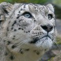 Indija ima 718 snežnih leoparda