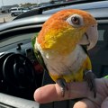 Zaplenjen zaštićeni papagaj: Prenošen preko granice bez neophodne dozvole