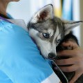 Ухваћена вучица за коју је сумња да је напала дете код Солуна на плажи