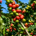 Ni pulpa kafe se ne baca - prave plastiku, tkanine i materijal za 3D štampu: ideja koja menja biznis