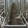 U Semberiji zbog epidemije afričke kuge eutanazirano 4.200 svinja