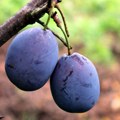 Ministarstvo: Srbiji nije zabranjen izvoz voća