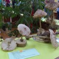 10 minuta: Gljivarsko društvo Šumadija organizovalo 23. izložbu gljiva