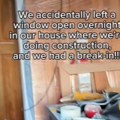 Renovirali kuću pa zaboravili da zatvore prozor a onda im se preko noći ušunjao on! (video)