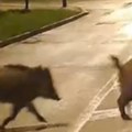 Divlje svinje izašle u grad Šetkale se ulicom, pa nastavile dalje svojim putem (video)
