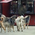 Radnici Komunalca iz Leskovca tragaju za čoporom pasa koji je napao i povredio ženu