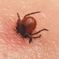 Najavljen tretman suzbijanja krpelja na javnim površinama u Kragujevcu
