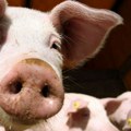 Prasići za džabe: Cena po kilogramu pala na rekordnih 2,5 evra, evo zašto farmeri nemaju izbora