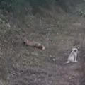 Neverovatna scena u srpskom selu Pas dobio neočekivanog prijatelja - pogledajte samo kako se maze i igraju! (video)