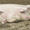 U Srbiji afička kuga registrovana u sedam okruga, uginula ili eutanazirana 36.101 svinja