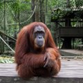 Požari prete orangutanima u Indoneziji, životinje premeštene na sigurno