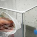 Italijanske vlasti: komarci šire virus Zapadnog Nila zbog toplije klime, u Italiji 650 slučajeva