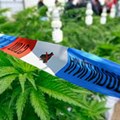 Kragujevac: Otkrivena laboratorija za veštački uzgoj marihuane