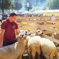 Kad su ovce na broju i odgajivači su siti