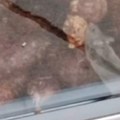 Džeri u akciji, šok-video iz vitrine: Miš se sladi kobasicama u izlogu radnje na Vidikovcu pred kupcima ali i prodavcima…