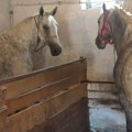 Mladić zadobio povrede glave prilikom pada s konja Lekari mu se bore za život
