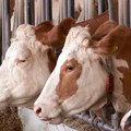 Glamočić: Povećati subvencije za stočarstvo, to bi podiglo i cene žitarica
