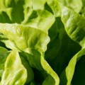 Kako očuvati svežinu zelene salate: Trikovi za dugotrajnost do mesec dana