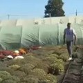 Biznis od koga se mlate pare u jesen: Glišići ove sezone proizveli 10.000 biljaka i već skoro sve prodali