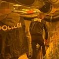 Zaplenjeni "Roleksi", skupocena vozila, droga... Policija razbila kriminalnu grupu koja je uzgajala i prodavala marihuanu…
