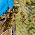 Masovni pomor pčela se nastavlja u Mostaru milioni uginulih jedinki; Na mestu nesreće širi se nesnosan smrad
