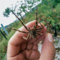 Ujeo ga opasni pauk dok je sedeo u kafiću, pet dana kasnije bio je mrtav: "Rekao sam mu da ne seda tu"