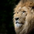 VIDEO: Lav pobegao iz zoo vrta u Turskoj i teško povredio muškarca