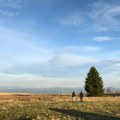 Ova srpska planina je pravo čudo: Na njoj raste čak 29 vrsta ove prelepe biljke