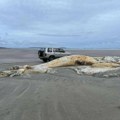 Misteriozni džinovski leš na obali velsa! Telo ogromnog morskog stvorenja nasukano na plaži! (foto)