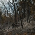 U požarima u Srbiji izgorelo 51.632 hektara šuma za 20 godina
