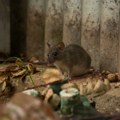 Srbima u Grčkoj šetali miševi po sobi Odgovor gazde kod kog su odseli je tek skandalozan