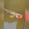 Horor snimak! Fudbaler skočio u reku, krokodil ga ubio - policija pucala u zver! (uznemirujuće)